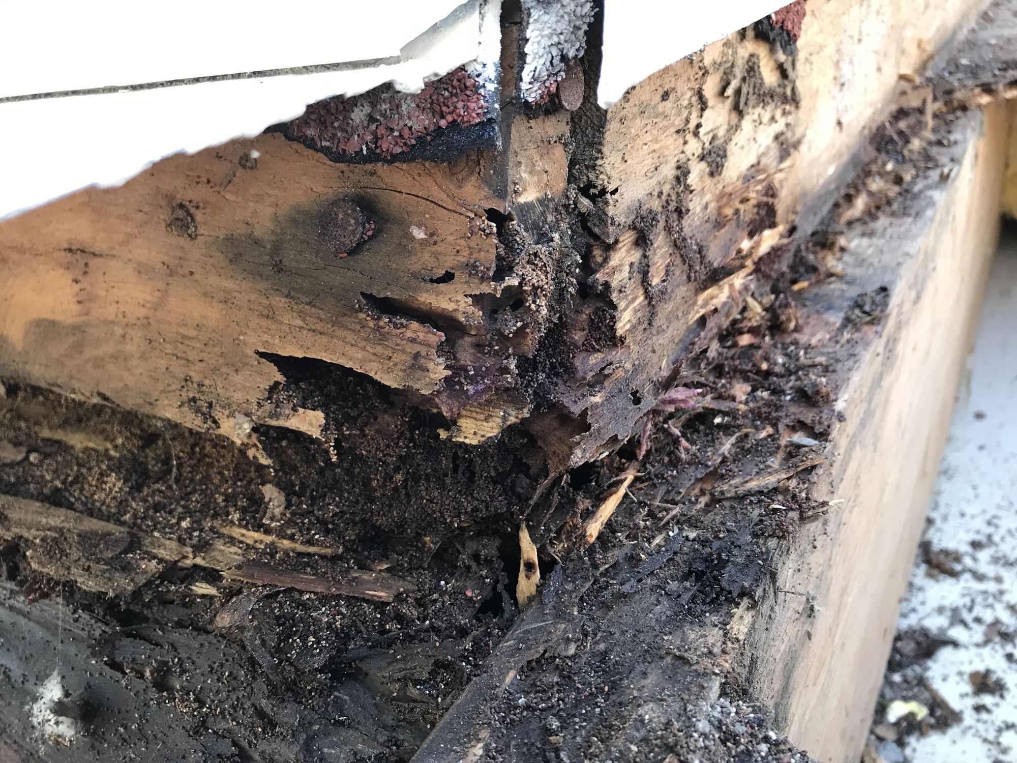 Read more about the article Signs of Dry Rot: What Every San Jose Homeowner Should Know