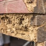 Understanding Dry Rot: What Every Homeowner Needs to Know