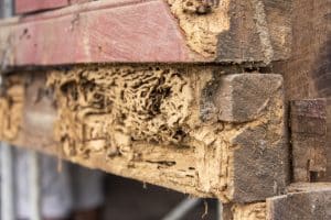 Read more about the article Understanding Dry Rot: What Every Homeowner Needs to Know